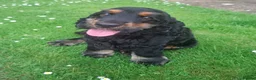 Cocker Spaniel dogs for sale: SOLD  -  KC show black & tan male cocker puppy - Advert 4