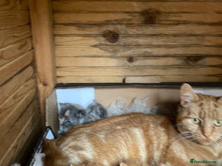 Mixed Breed cats for sale: Gorgeous kittens - Advert 1