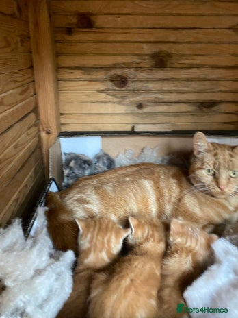 Mixed Breed cats Gorgeous kittens - Advert 1