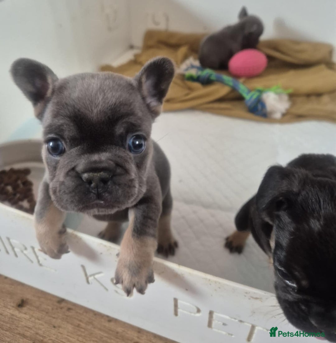 French Bulldog dogs for sale: French bulldog  puppies - Image 13