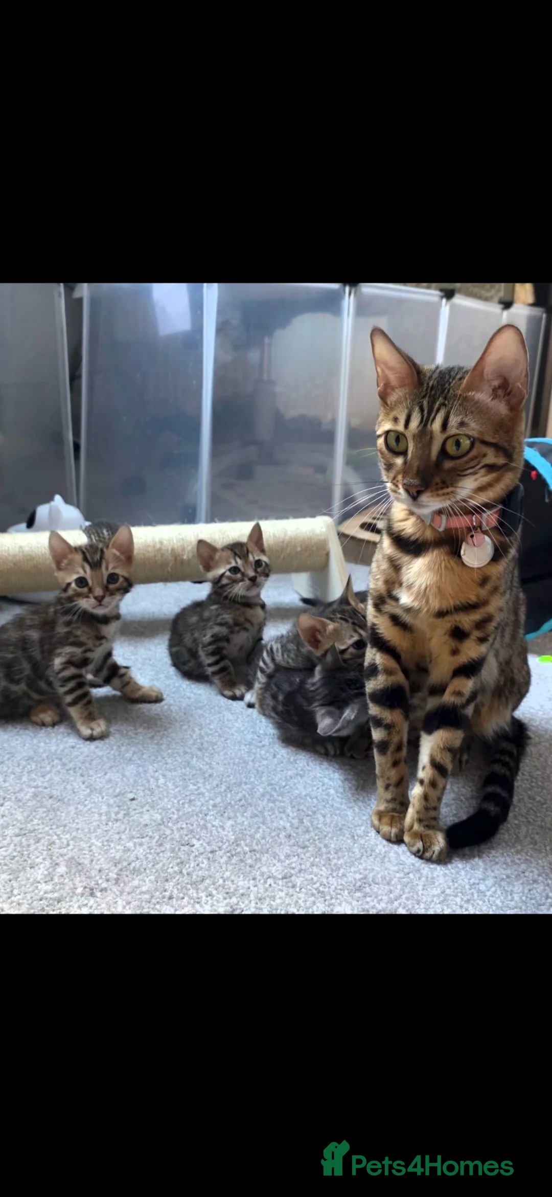 Bengal cats for sale: Female kitten - Advert 8