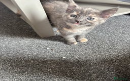 Mixed Breed cats for sale: *Kittens Ready For New Homes This Weekend!* - Image 6