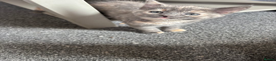Mixed Breed Kitten 4