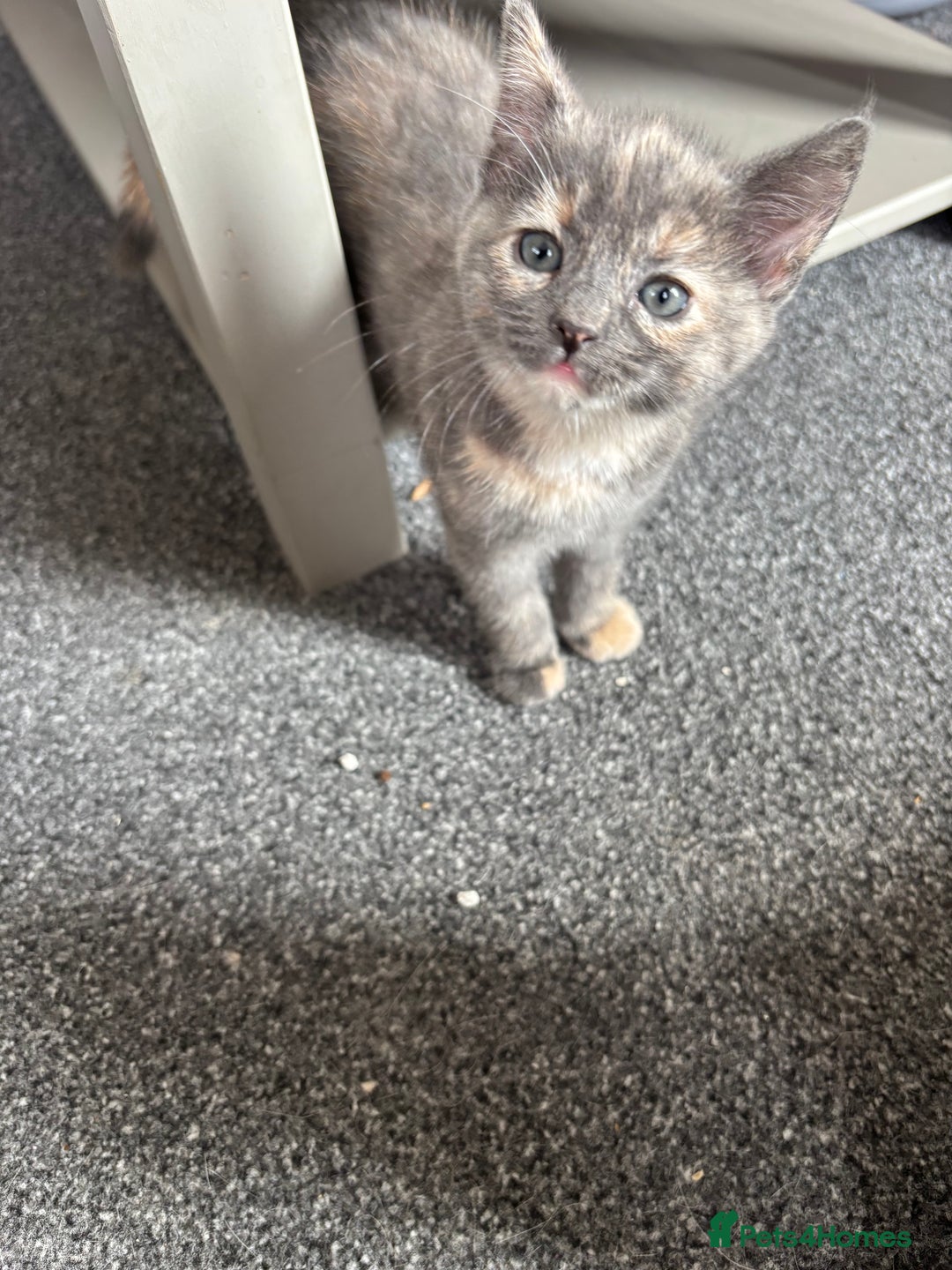 Mixed Breed cats for sale: *Kittens Ready For New Homes This Weekend!* - Image 6