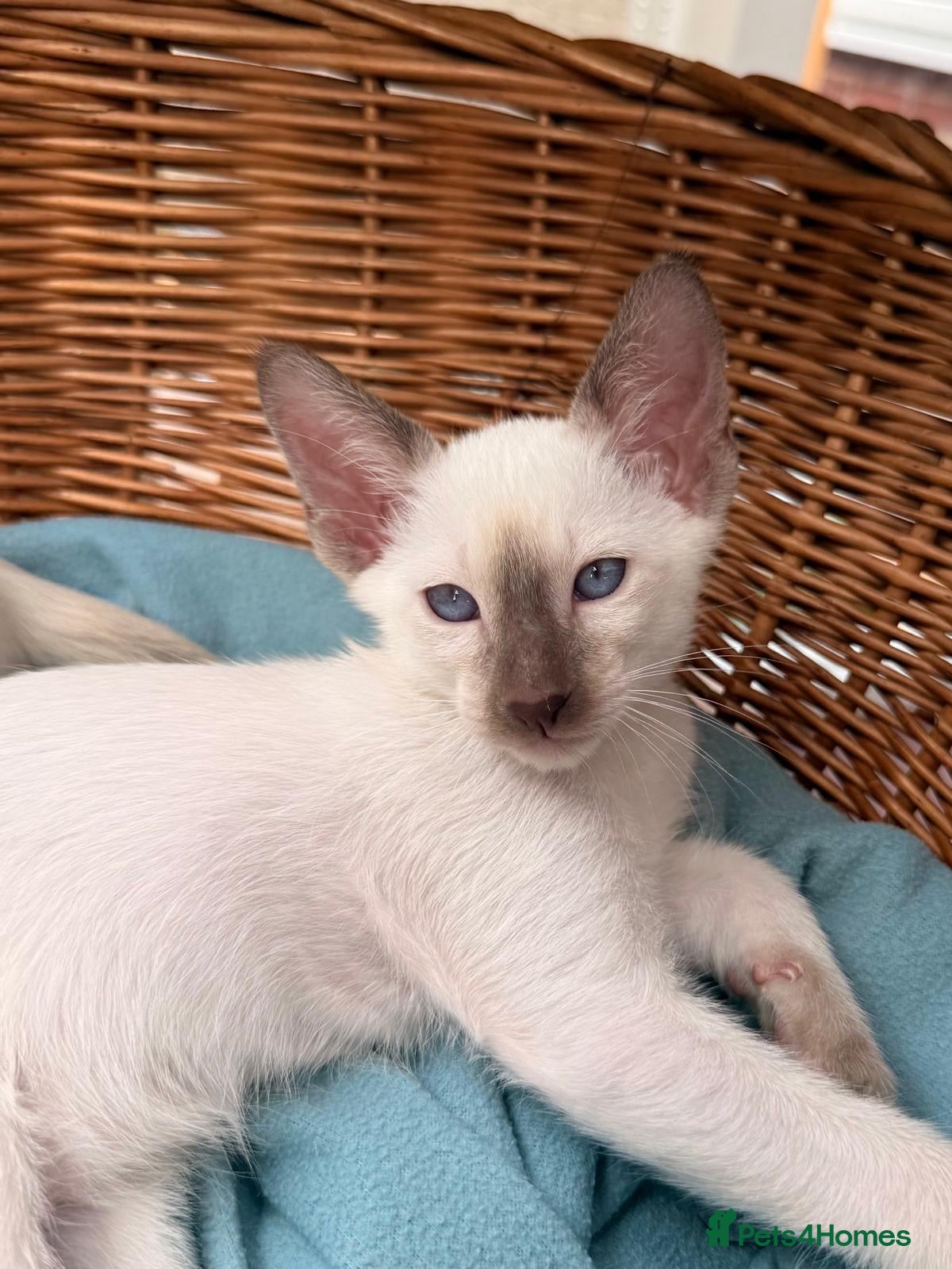 Siamese cats Georgeous Siamese kittens - Advert 2