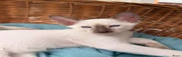Siamese cats for sale: Georgeous Siamese kittens in Southampton - Advert 2