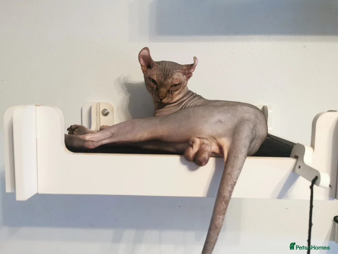 Sphynx cats for stud: Black tabby Sphynx Elf for STUD in Oldham - Advert 7