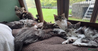 Maine Coon cats - Advert 1
