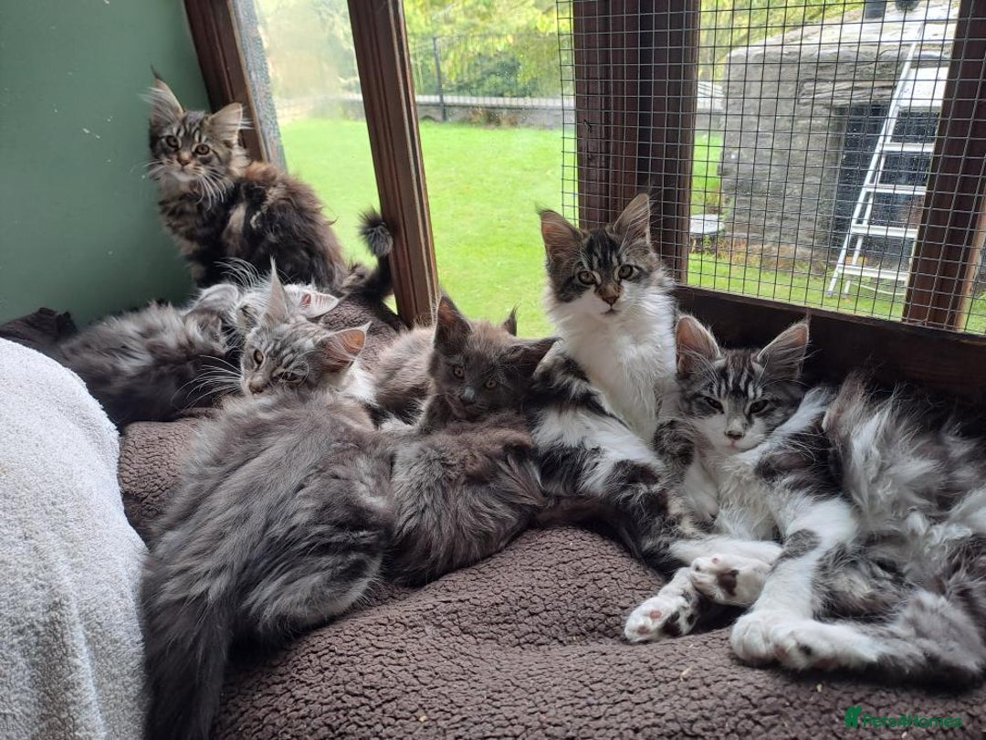 Maine Coon cats for sale: Maine Coon Kittens - Image 1