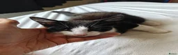 Domestic Shorthair cats for sale: Thunder and lightning  - Advert 9