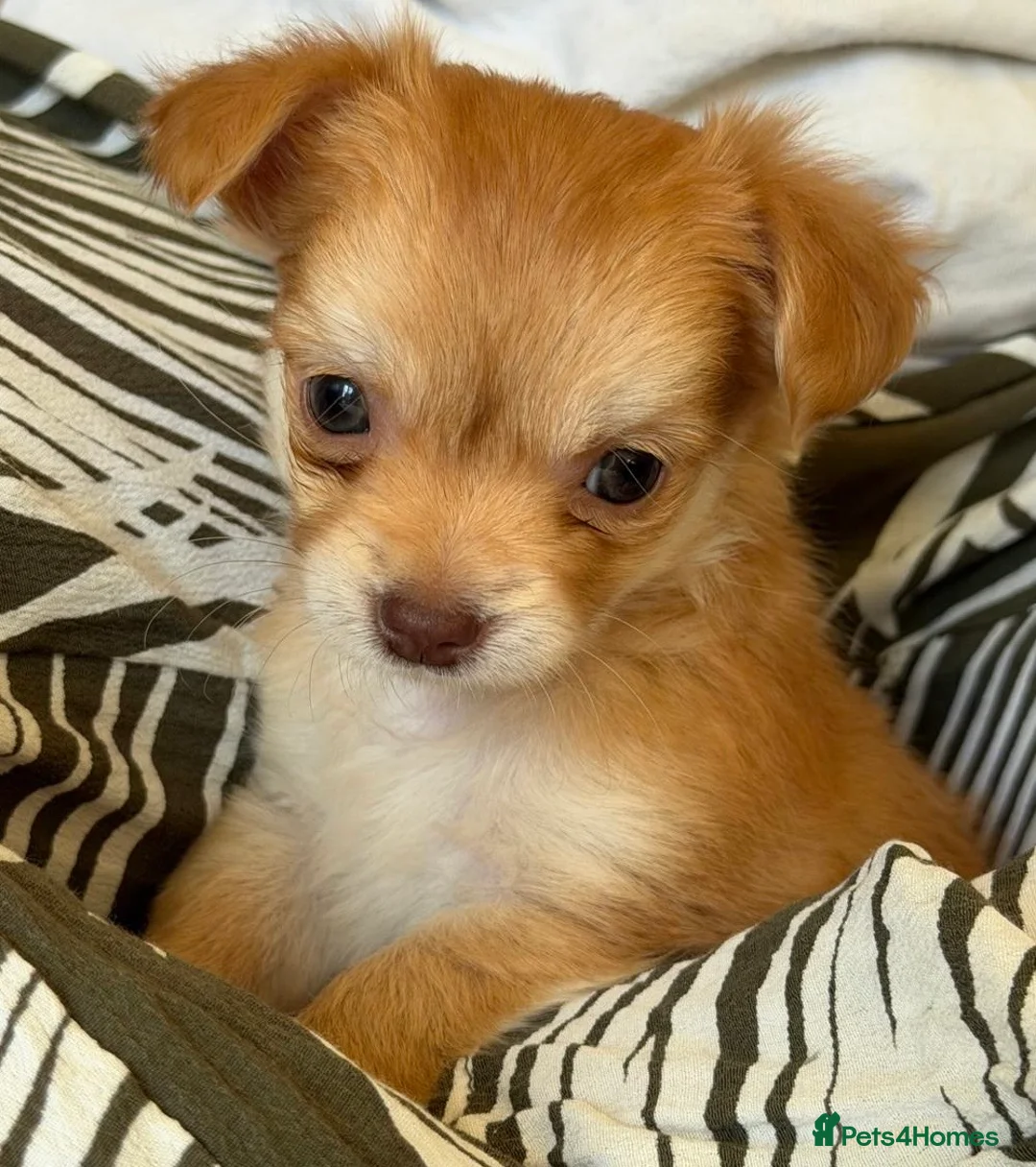 Chihuahua dogs for sale: Beautiful Long-Haired Chihuahua Puppies ❤️ - Advert 2