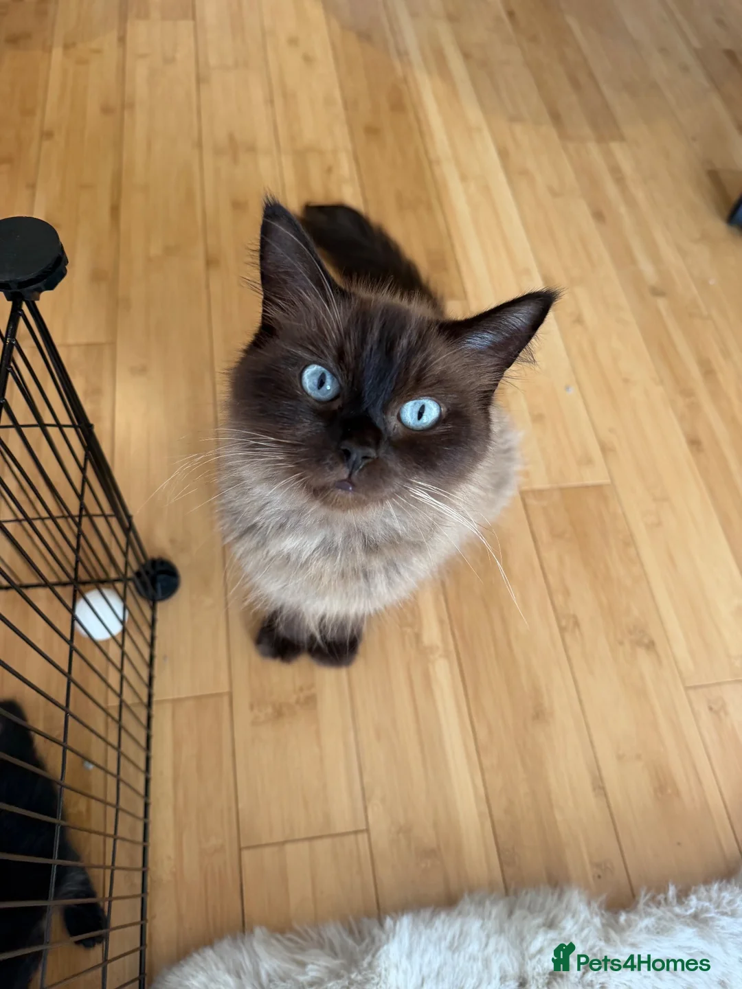 Ragdoll cats for sale: Last Beautiful Unique Girl left Ragdoll x BSH - Advert 6