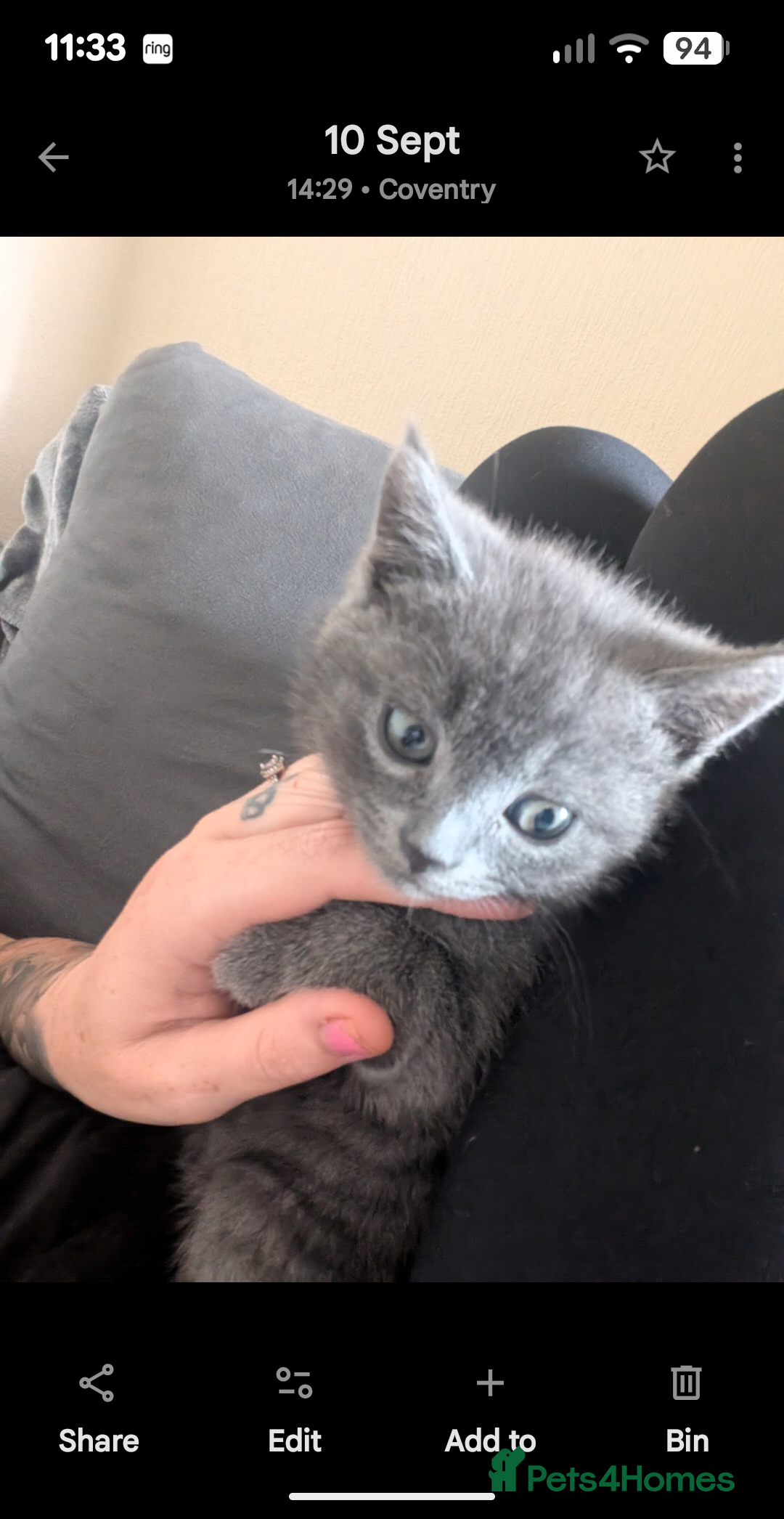 Domestic Shorthair cats for sale: Grey kitten - Advert 4