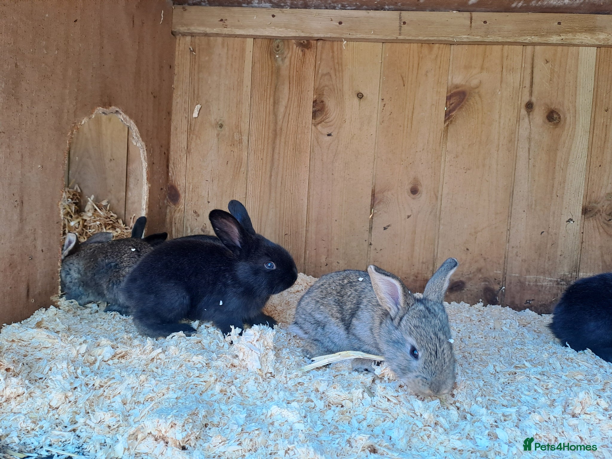 Continental Giant rabbits for sale: 10KG, Brc, show quality kits. MASSIVE  - Advert 10