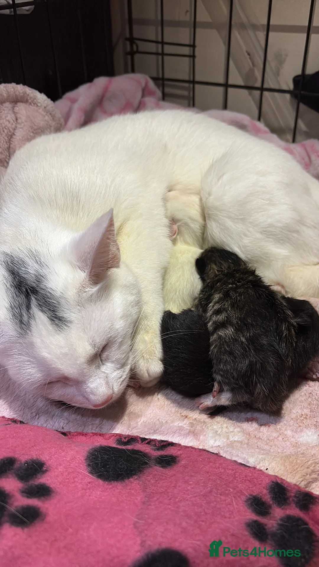 Mixed Breed cats for sale: Turkish angora mix kittens  in Ilkeston - Advert 3