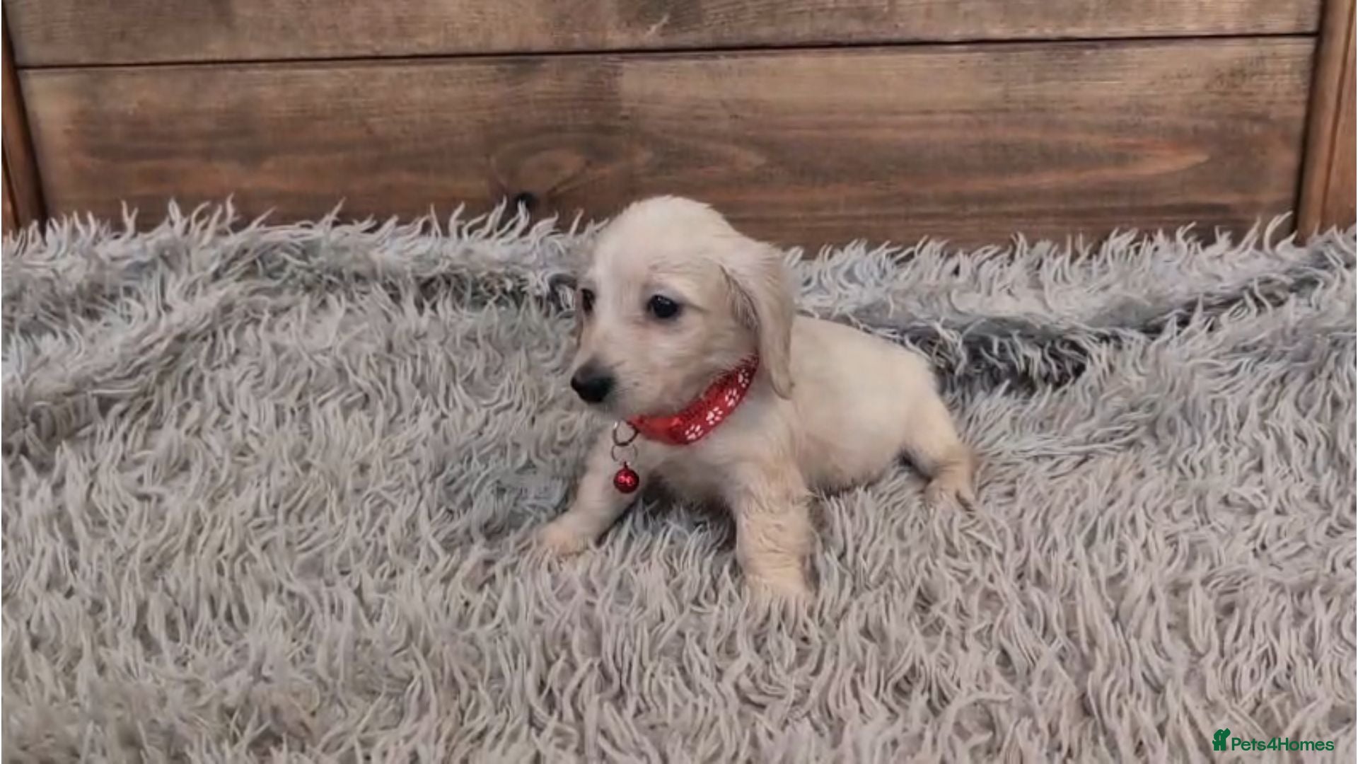 Miniature Dachshund dogs 🐾 Beautiful Miniature Dachshund Puppies 🐾 - Advert 1