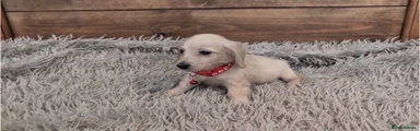 Red Collar Long Haired Girl