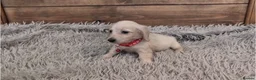 Miniature Dachshund dogs for sale: 🐾 Beautiful Miniature Dachshund Puppies 🐾 - Advert 8