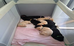 Labrador Retriever dogs for sale:  Labrador pups - Image 5