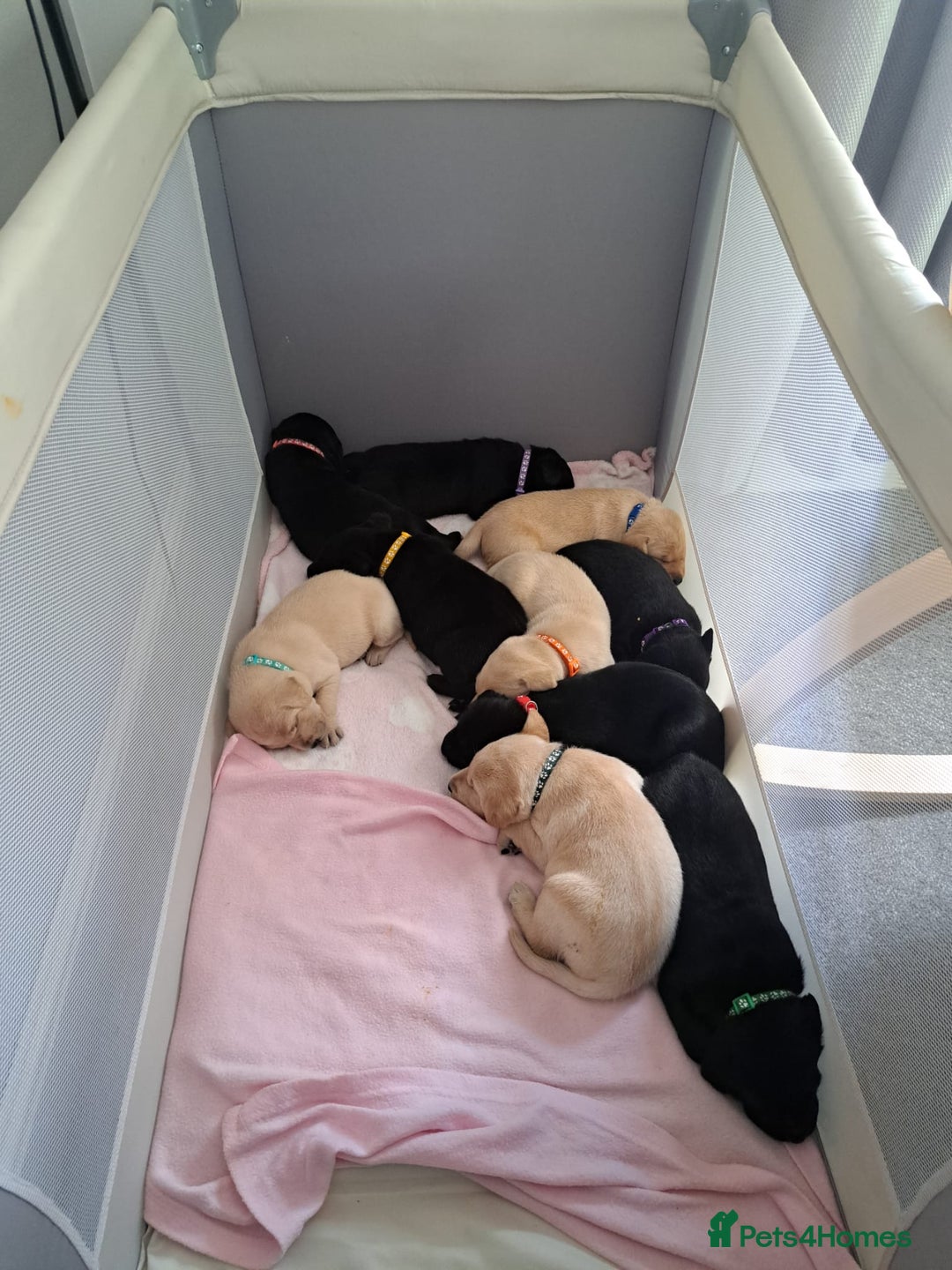 Labrador Retriever dogs for sale:  Labrador pups - Image 5
