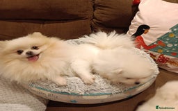 Pomeranian dogs for sale: Purebred Pomeranian Puppy male KC Reg - Image 11