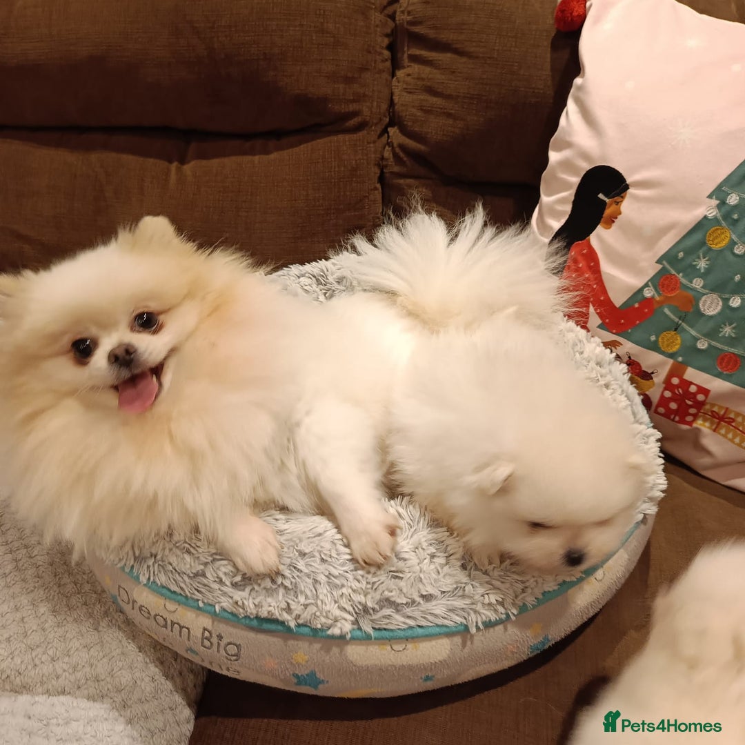 Pomeranian dogs for sale: Purebred Pomeranian Puppy male KC Reg - Image 11