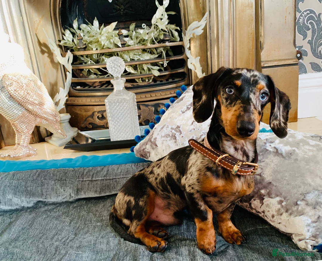 Miniature Dachshund dogs for stud: STUNNING SILVER DAPPLE STUD, PROVEN STUD  - Advert 13