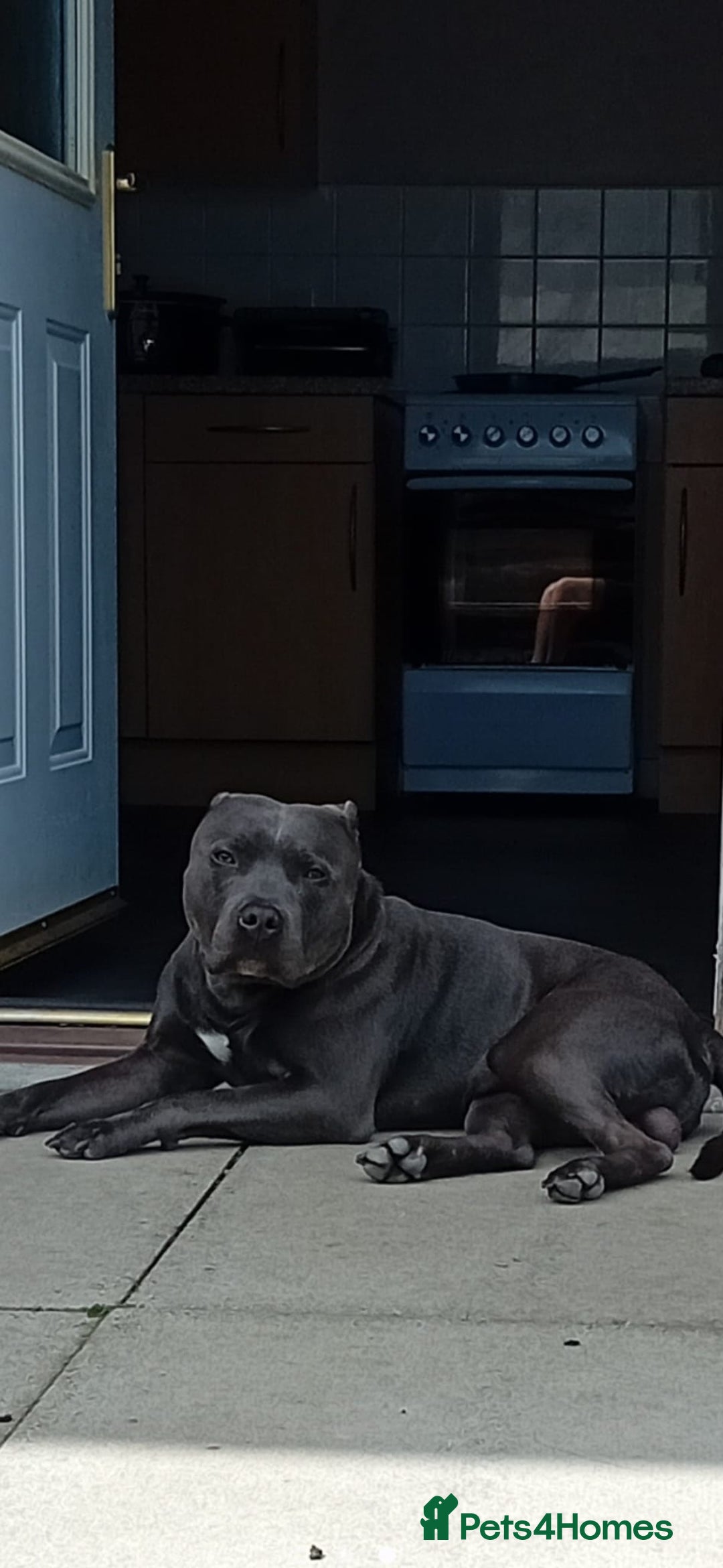 Staffordshire Bull Terrier dogs for sale: Blue Staffordshire terrier pups - Advert 2