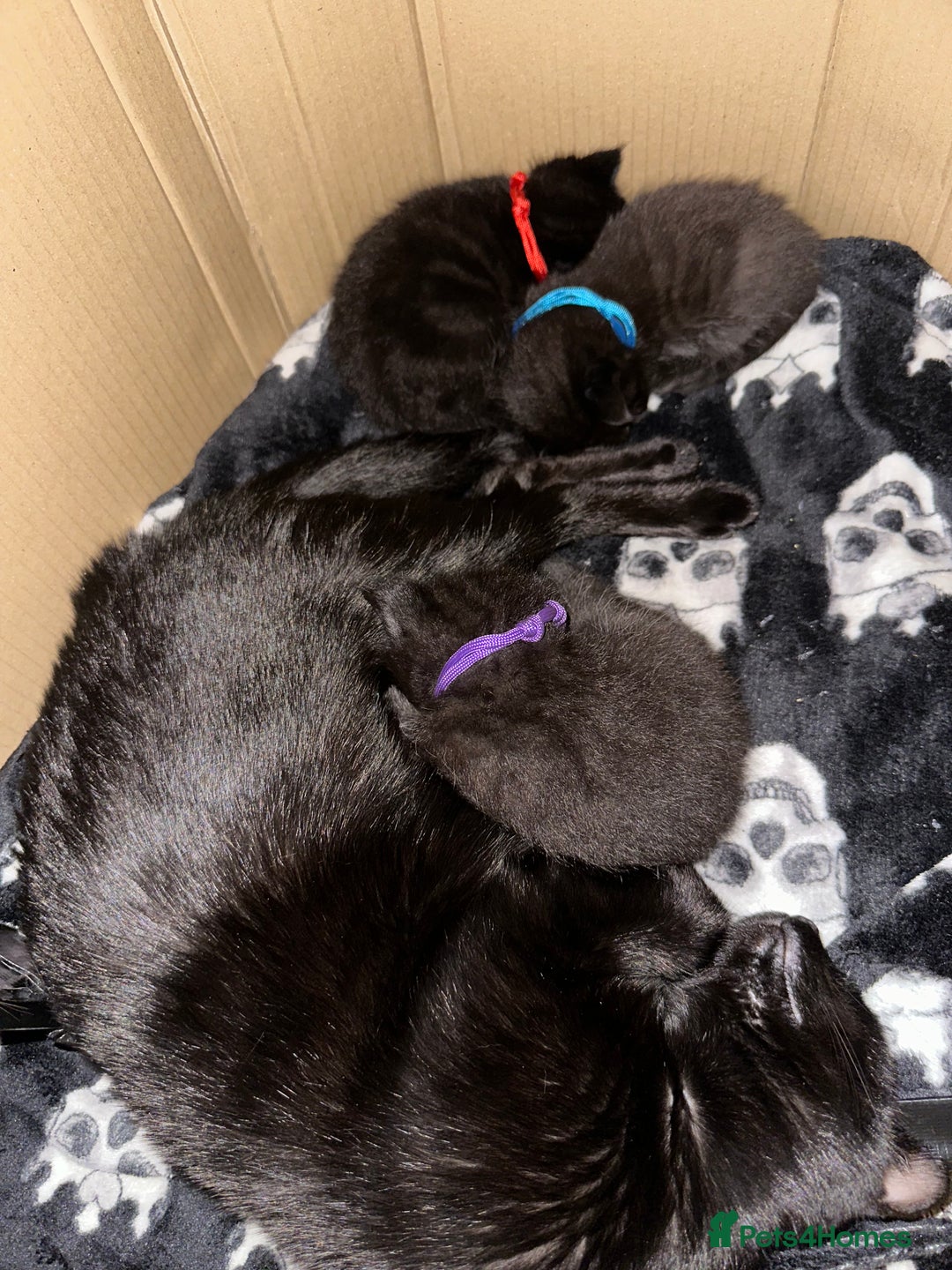 Maine Coon cats for sale: Maine Coon Kittens  - Advert 1