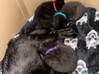 Maine Coon cats Maine Coon Kittens - Advert 7