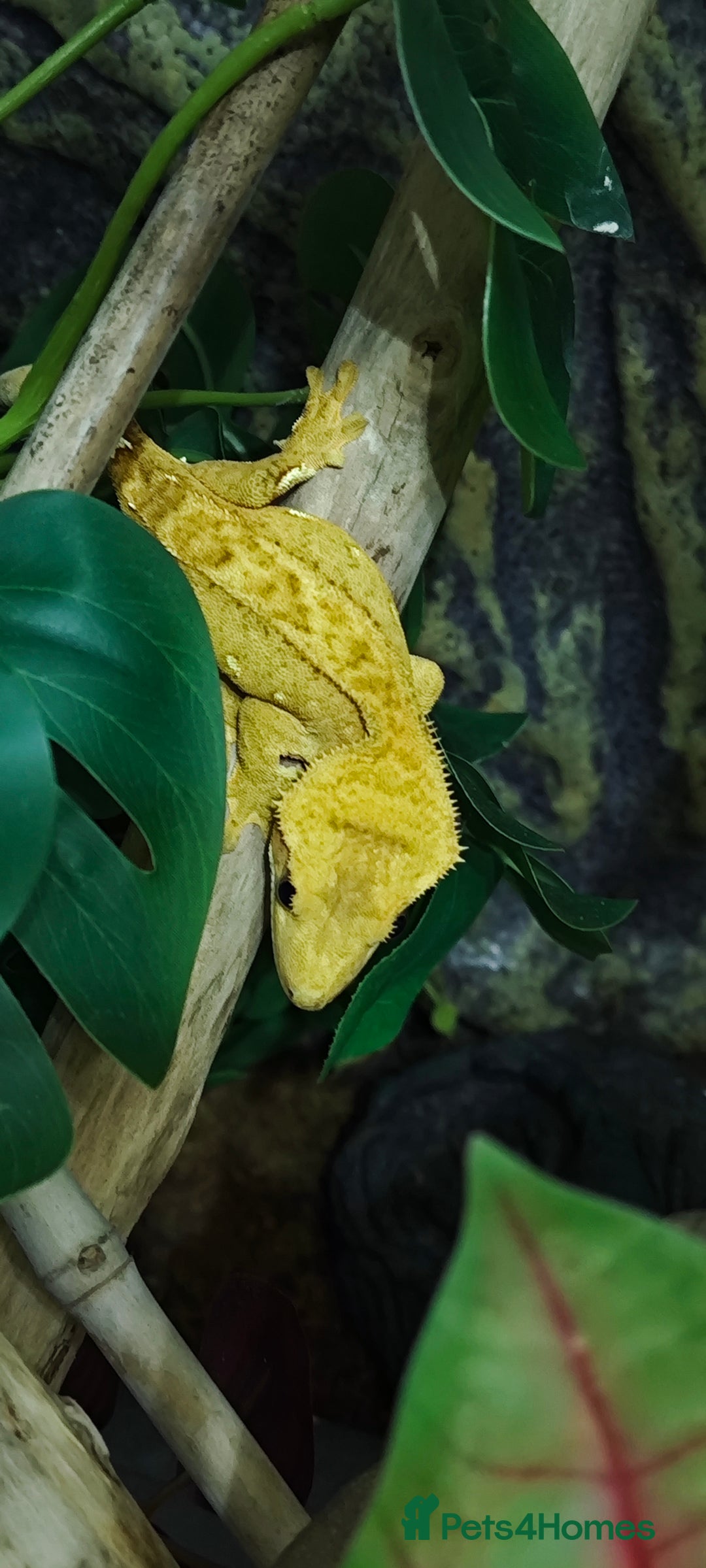 Gecko reptiles for sale: 2x crested gecko in Exoterra vivarium Sheffield - Image 8