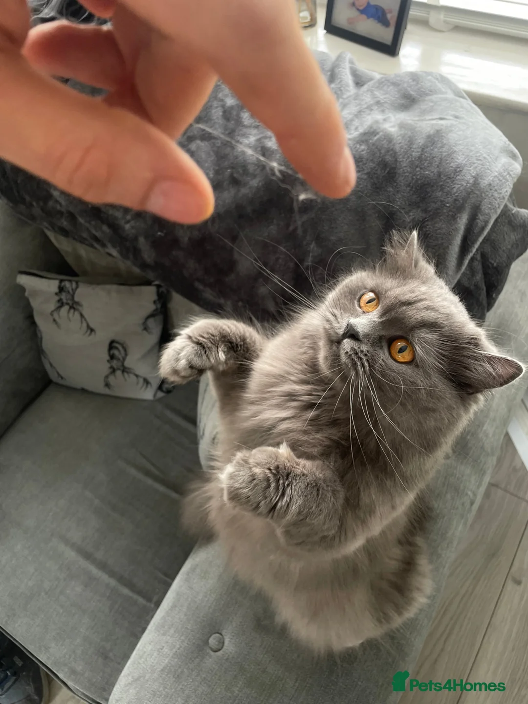 Scottish Fold cats for sale: Scottish Fold - Advert 1