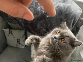 Scottish Fold cats Scottish Fold - Advert 9