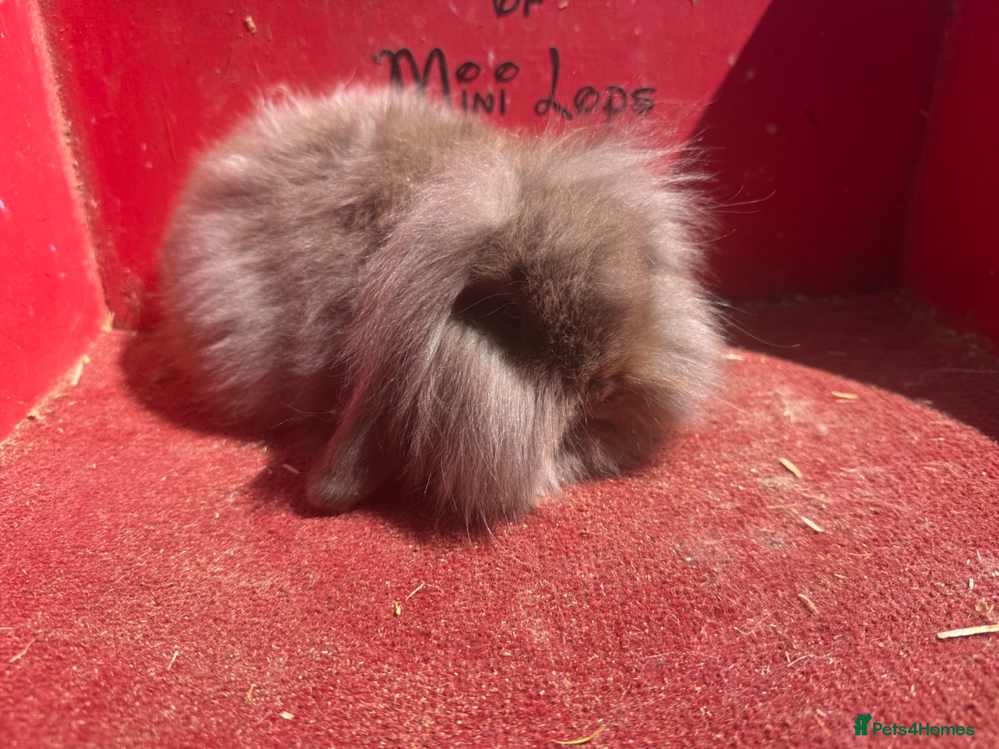 Mini Lop rabbits Mini lop babies ready for new homes now  - Advert 1