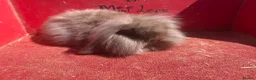 Mini Lop rabbits for sale: Mini lop babies ready for new homes now  - Advert 1
