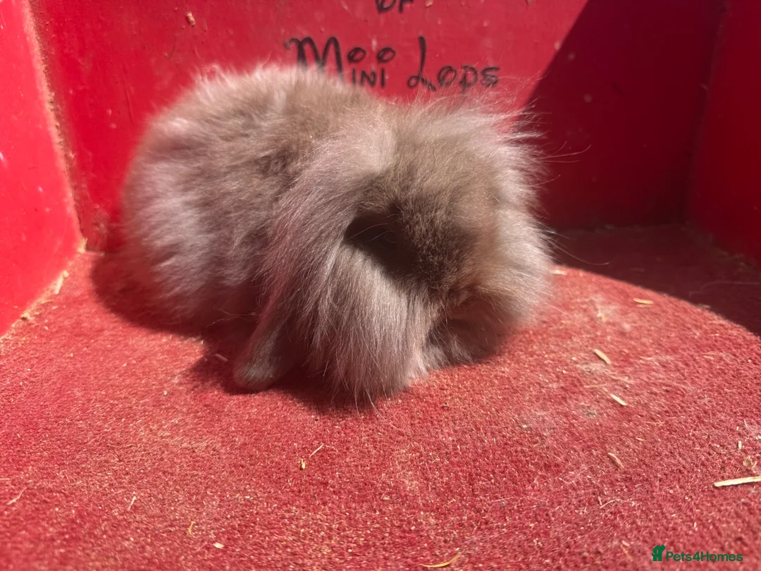 Mini Lop rabbits for sale: Mini lop babies ready for new homes now  - Advert 1