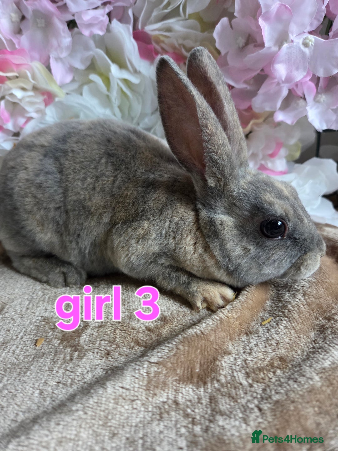 Mini Lop rabbits for sale: Mini lop & mini rex babies available  - Advert 2