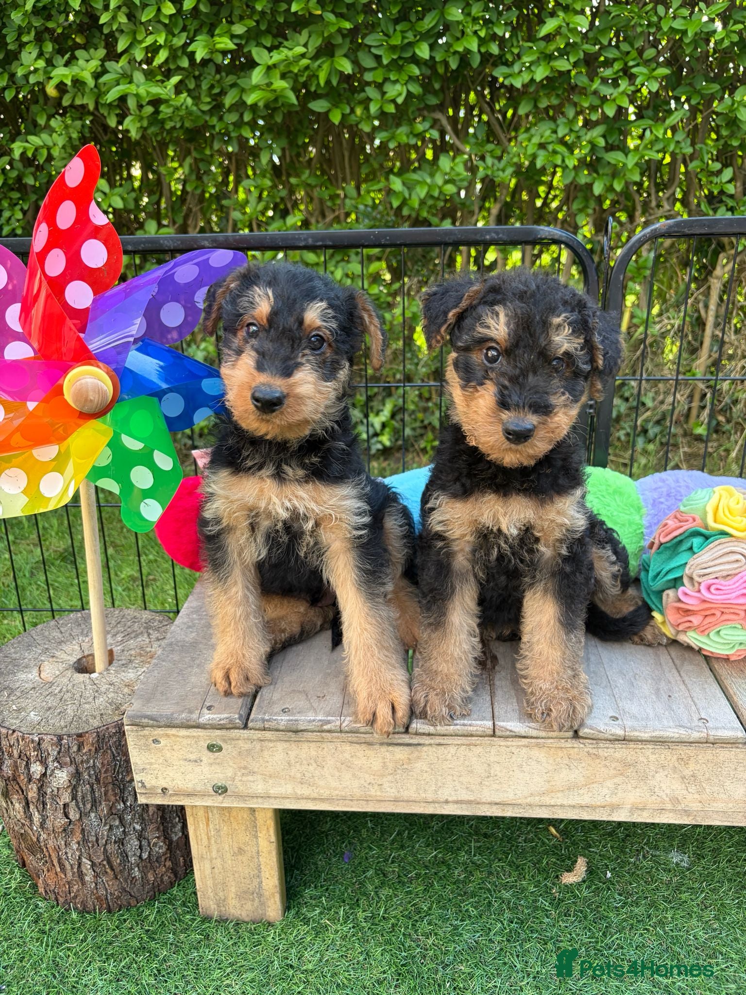 Airedale Terrier dogs ⭐️ KC AIREDALE PUPS FROM LICENSED BREEDER ⭐️ - Advert 1
