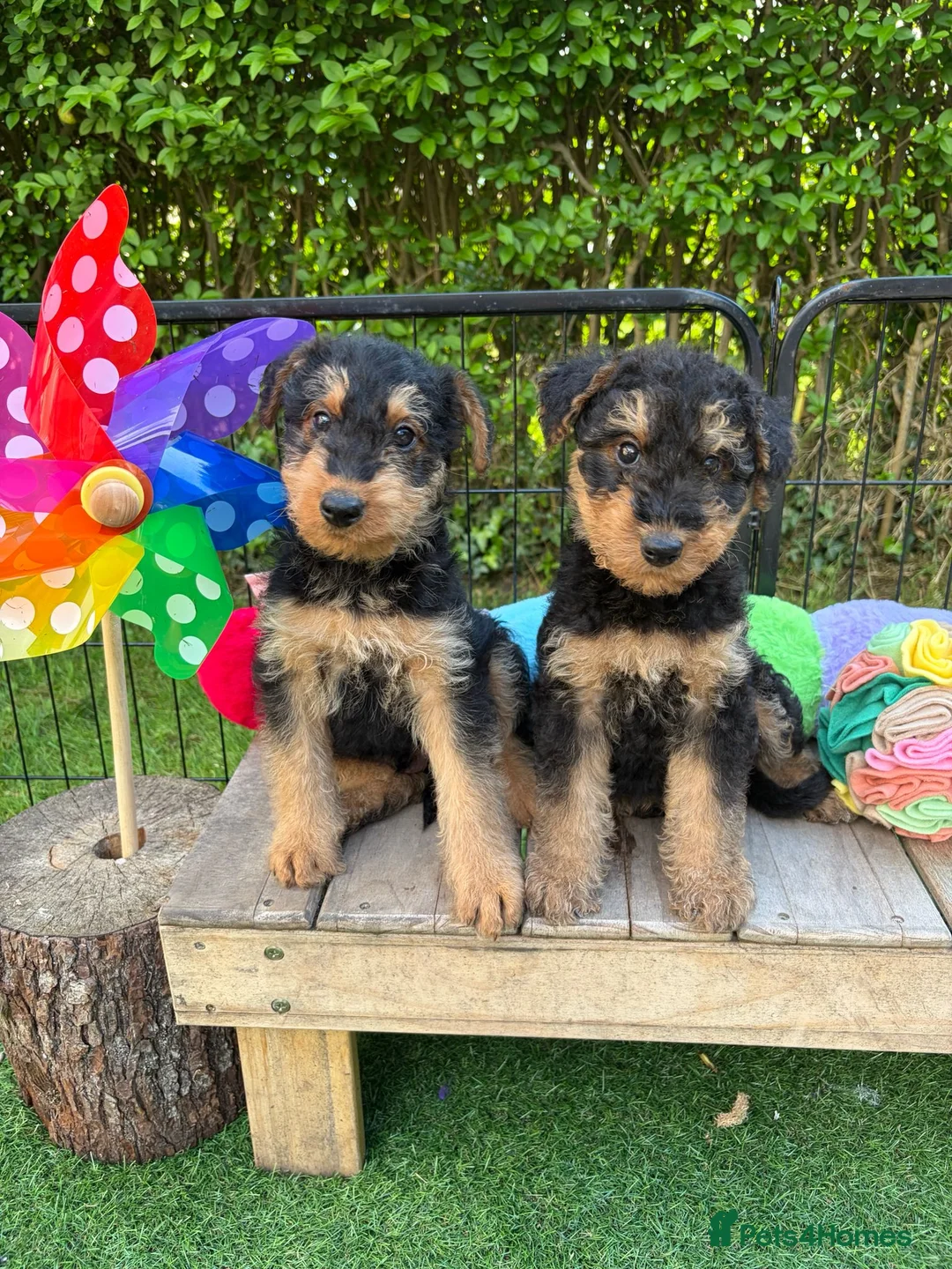 Airedale Terrier dogs for sale: ⭐️ KC AIREDALE PUPS FROM LICENSED BREEDER ⭐️ - Advert 1