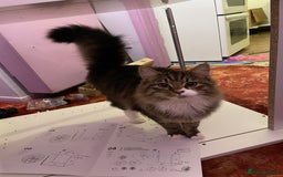 Mixed Breed cats for sale: Gorgeous 7 month old male long haired tabby - Image 2