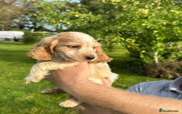 Cocker Spaniel dogs for sale: 5 adorable cockspaniel puppies for sale  - Image 4