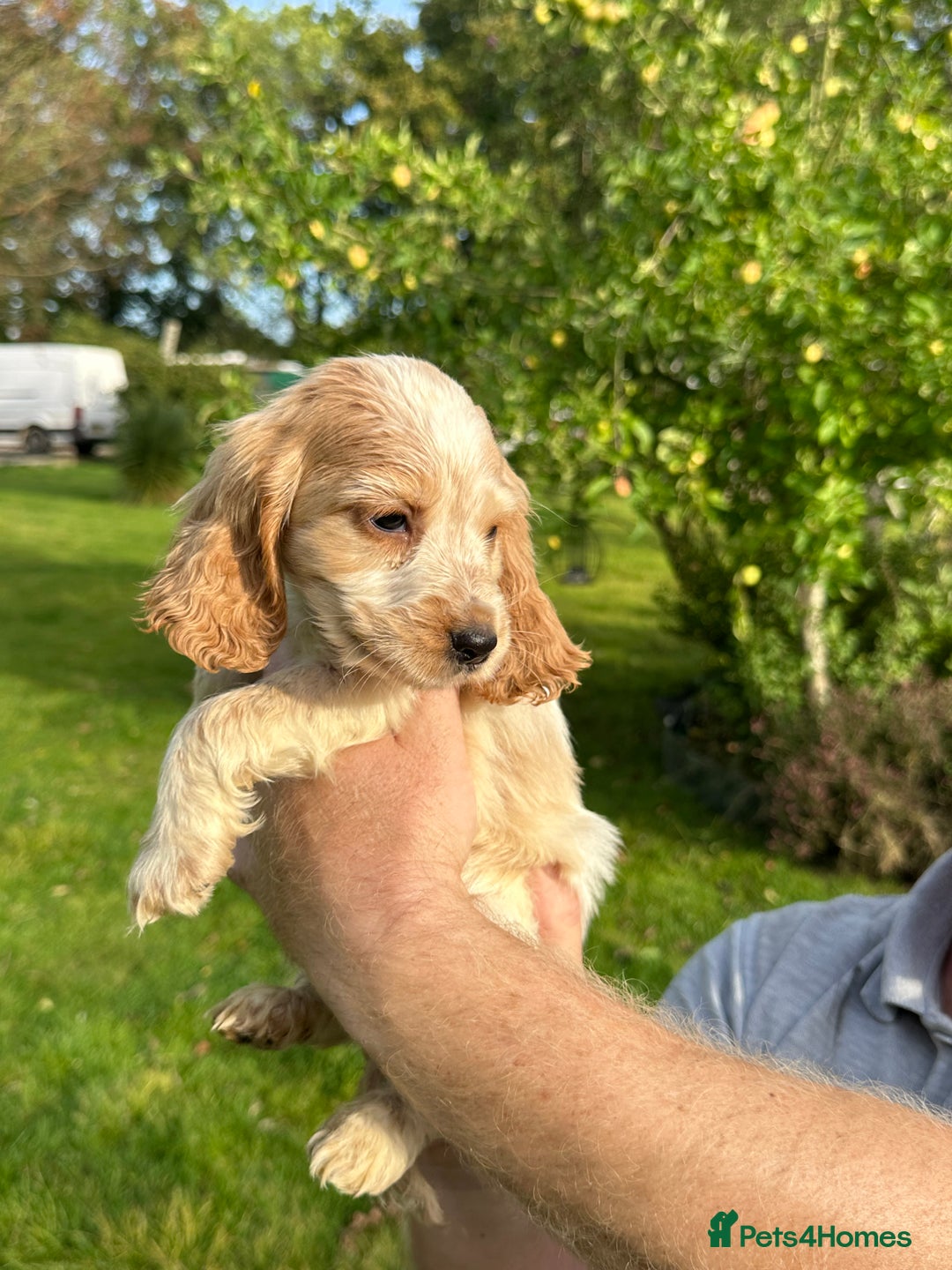 Cocker Spaniel dogs for sale: 5 adorable cockspaniel puppies for sale  - Image 4