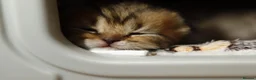 British Shorthair cats for sale: Beautiful TICA Kittens -Exceptional Pedigree Lines - Advert 35