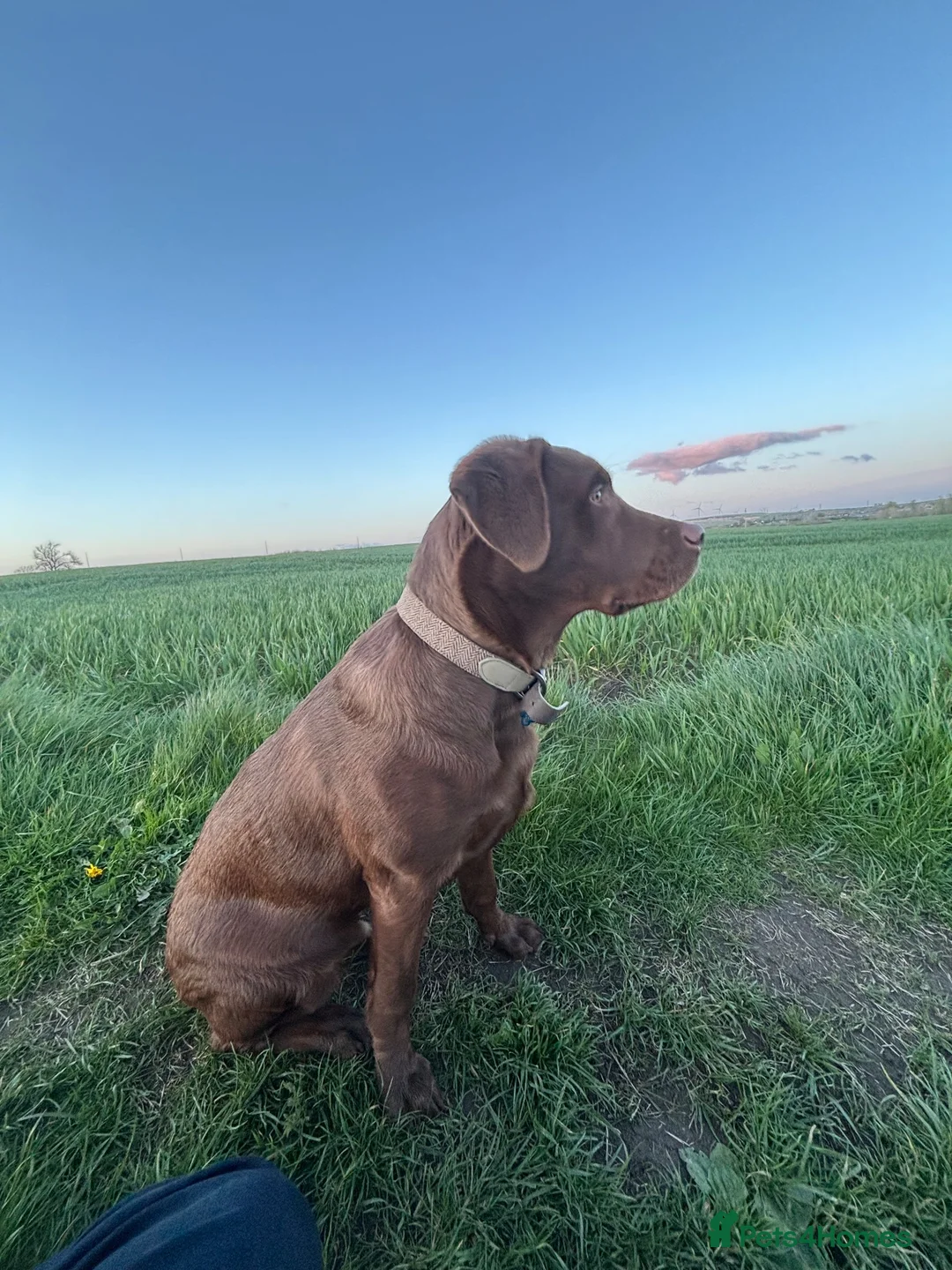 Labrador Retriever dogs for sale: Chocolate Labrador  - Advert 2