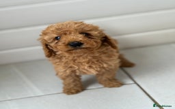 Maltipoo dogs for sale: Quality Korean maltipoos - Image 23