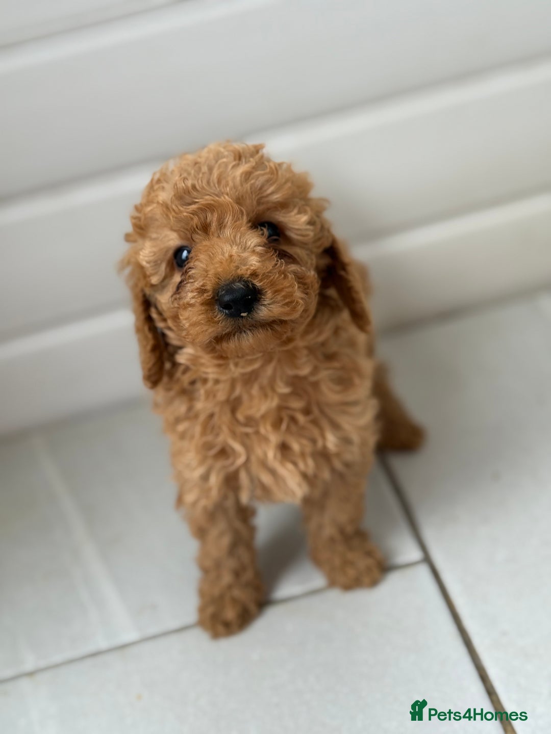 Maltipoo dogs for sale: Quality Korean maltipoos - Image 23