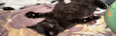 Mixed Breed Kitten 3