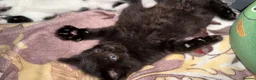 Mixed Breed cats for sale: 2 MALE BLACK LONG HAIRED FLUFFY KITTENS LEFT💘 - Advert 34