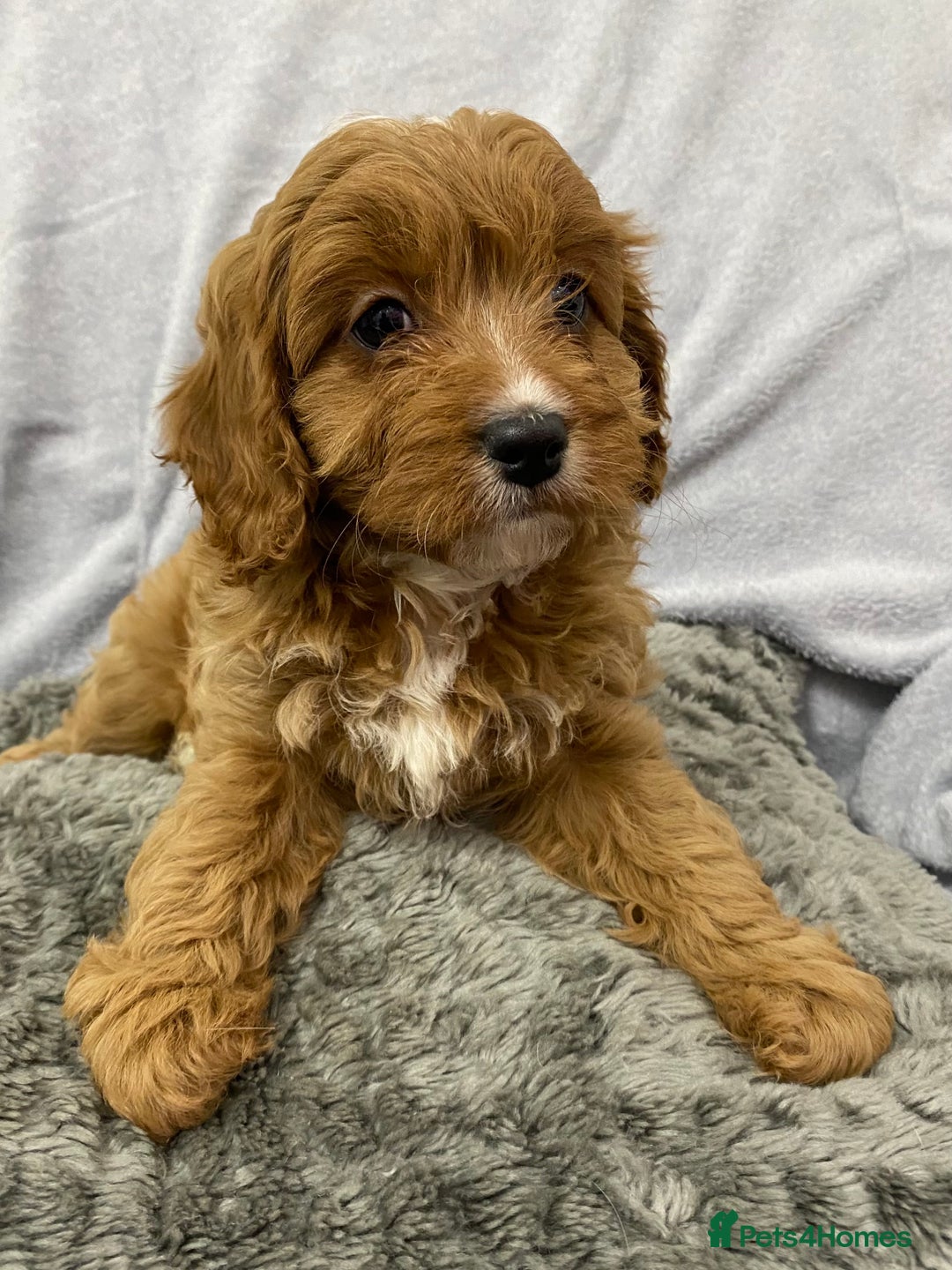Cavapoo dogs for sale: Cute Cavapoo - Advert 7