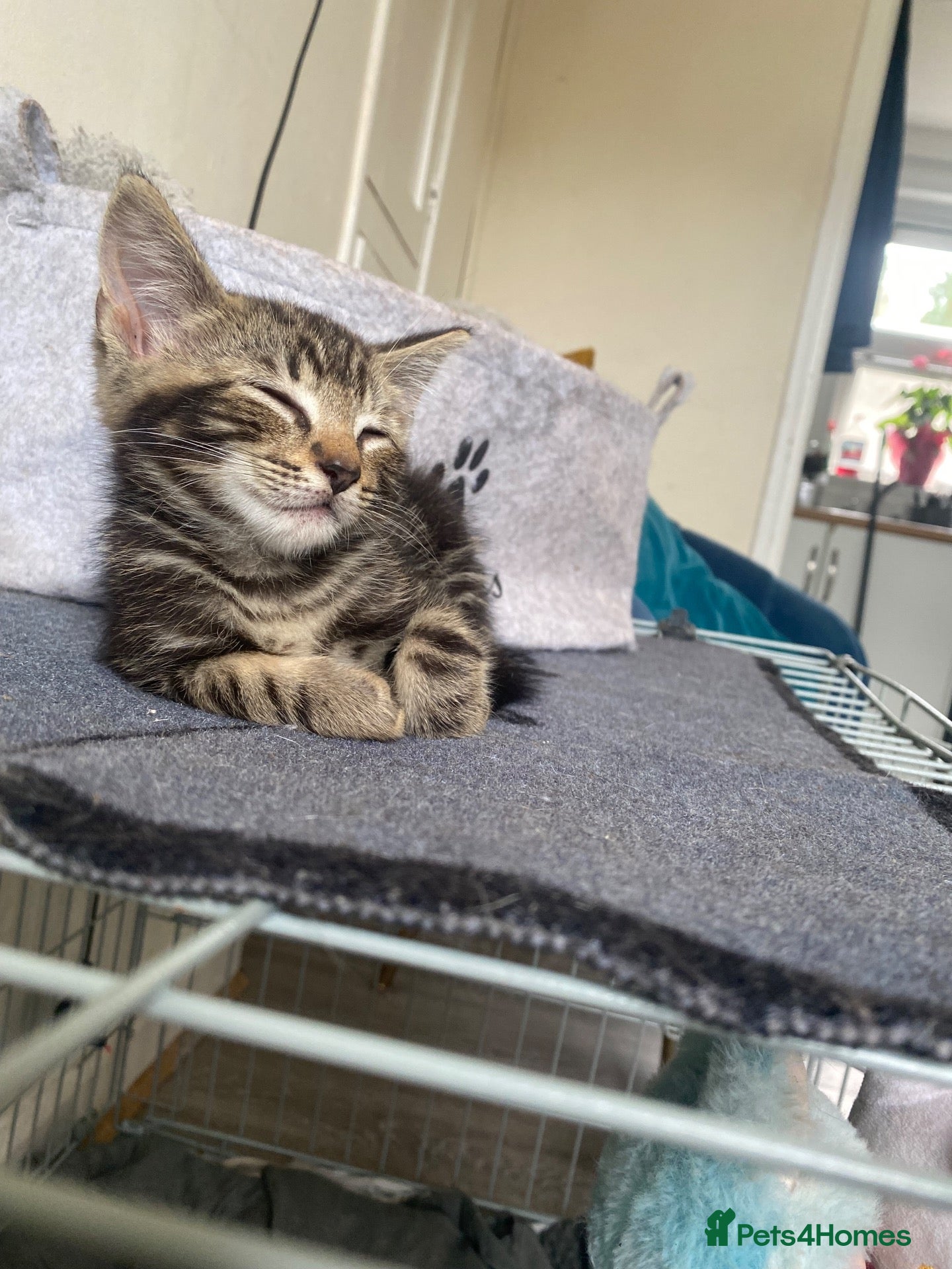 British Shorthair cats 💞 British shirt hair and tabby kittens available  - Advert 1